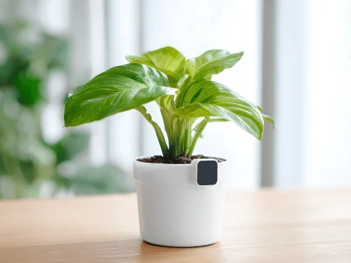 Dumb Cane Plant (Dieffenbachia): Varieties, Fun Facts, and What Makes It Special