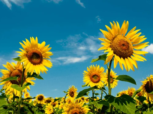 Sunflower Companion Plants to Help You Grow the Best Sunflowers