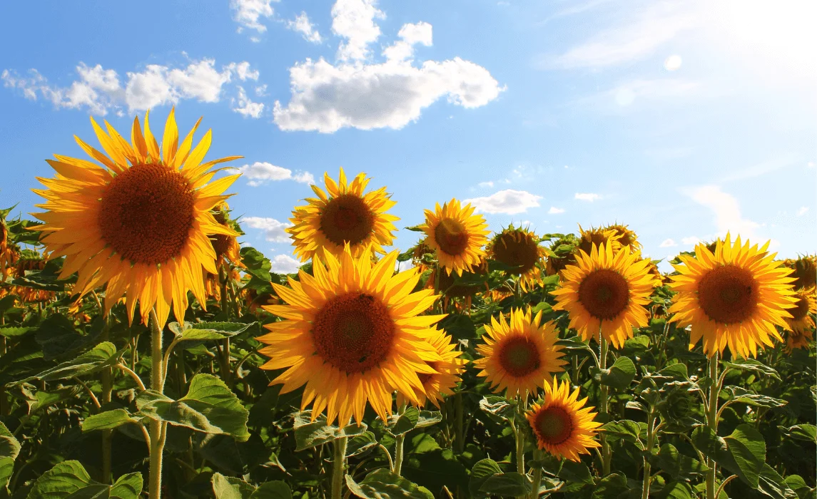 Sunflower Companion Plants to Help You Grow the Best Sunflowers