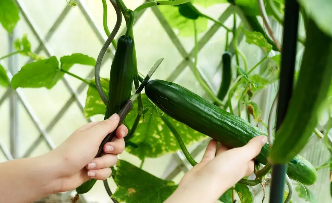 cucumber plant closeup