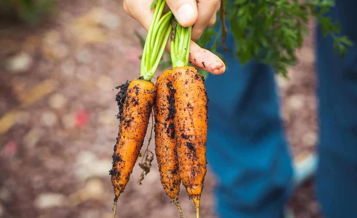 Carrots closeup after harvesting