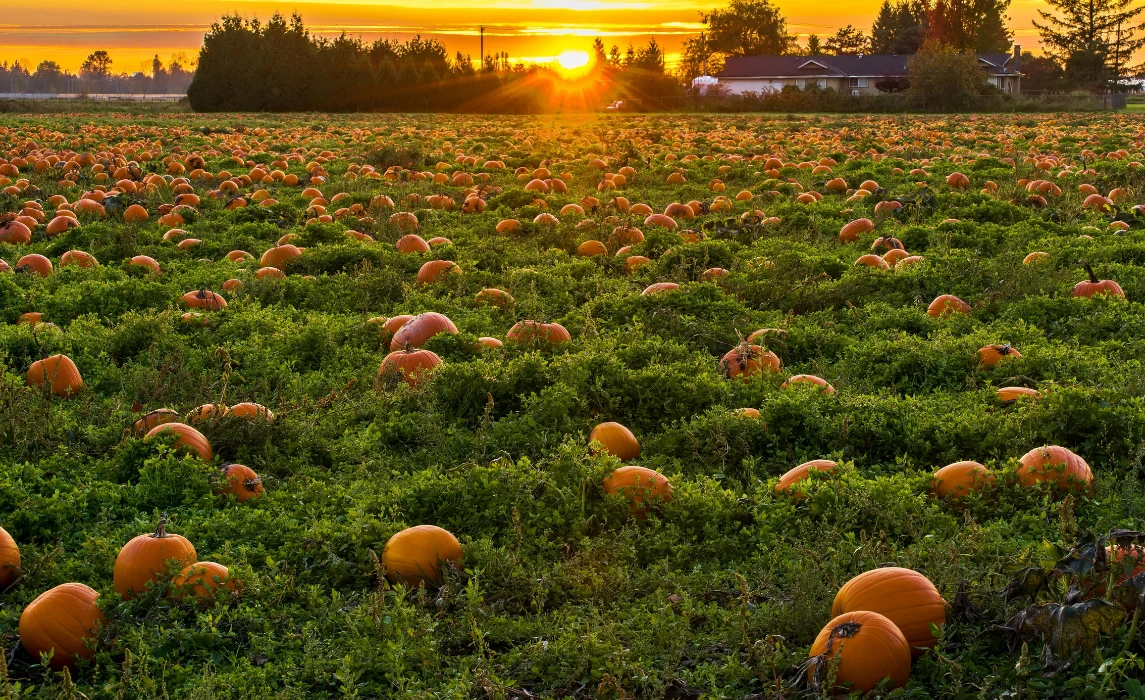 Squash field