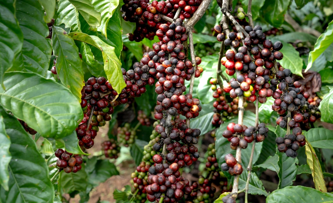 coffee Beans