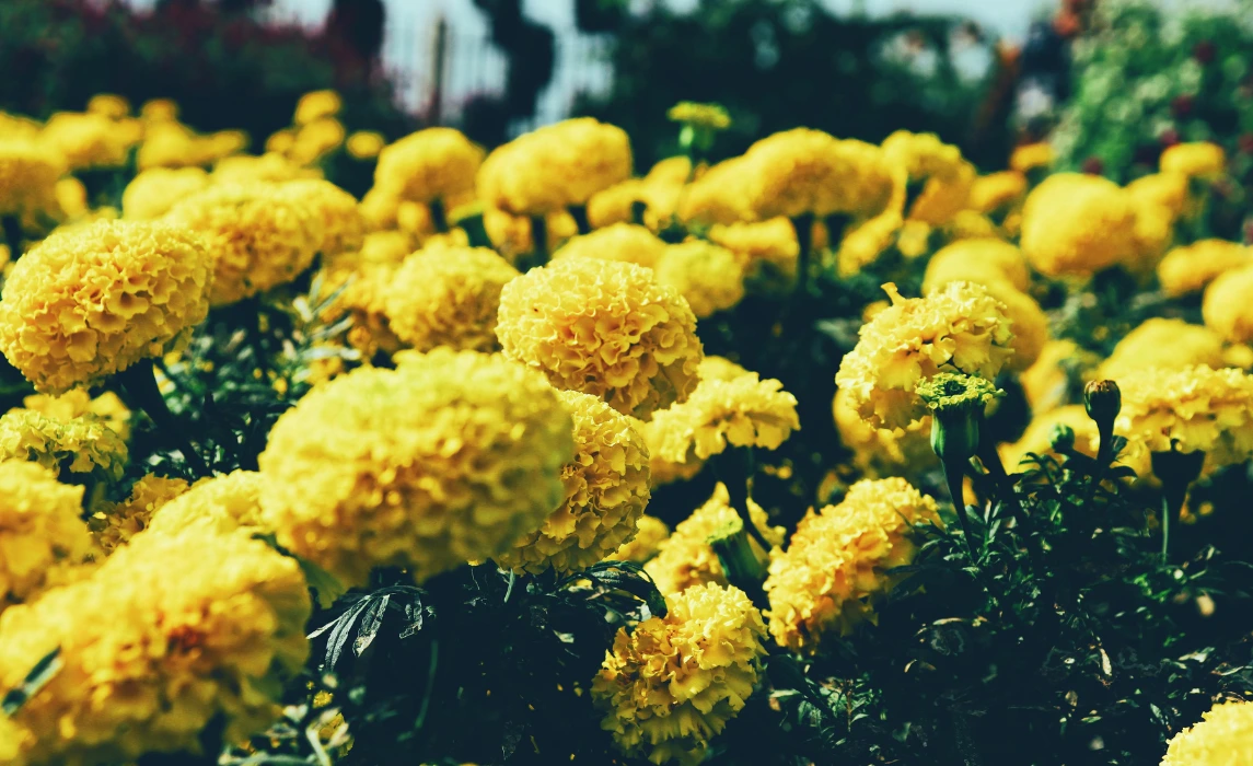 Marigolds flower