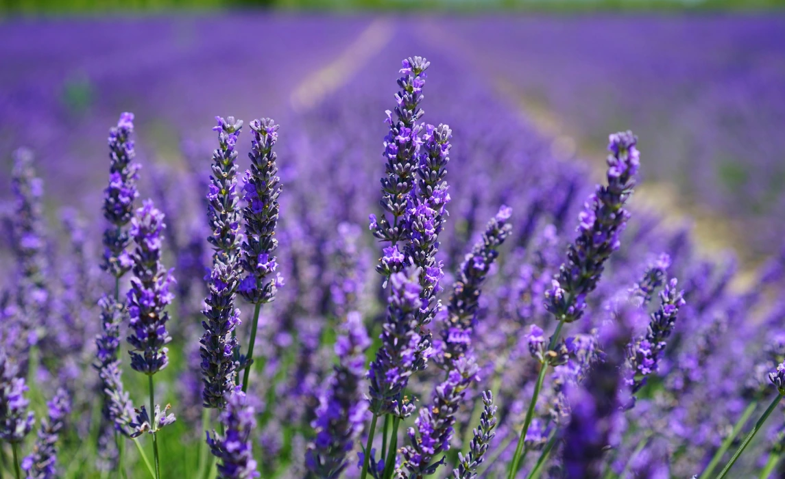 Lavender closeup