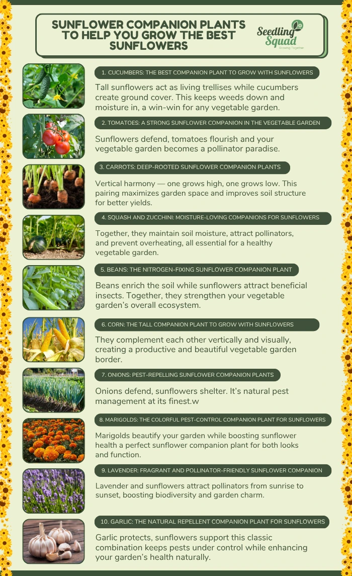 sunflower companion plants inforgraphics