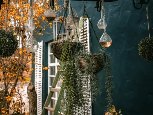 10 Best Indoor Hanging Plants for Every Plant Lover