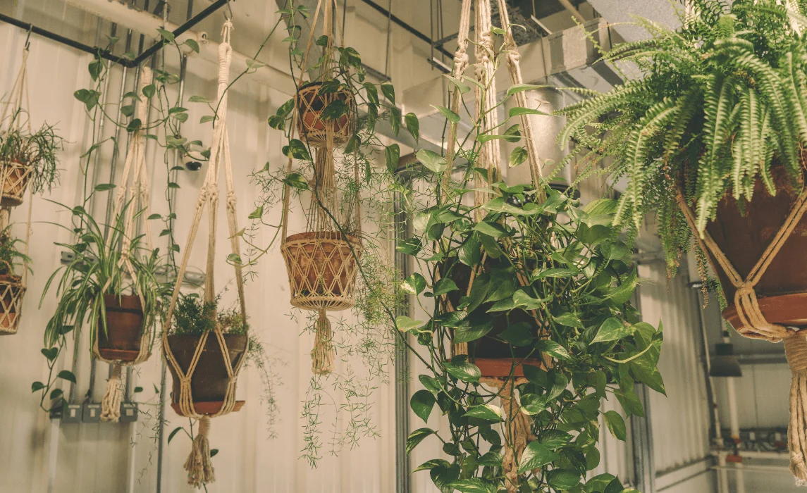 10 Best Indoor Hanging Plants for Every Plant Lover