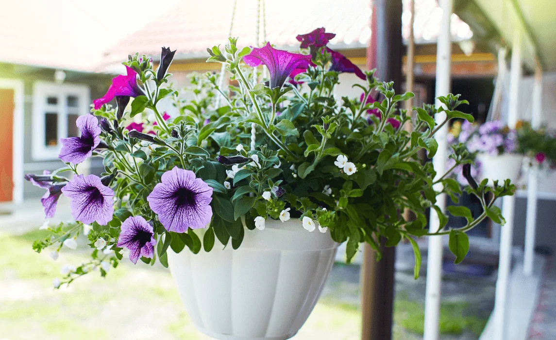 Petunia (Petunia × hybrida)