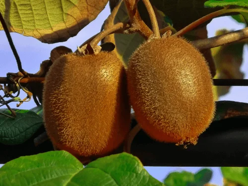 How to Grow Kiwi Fruit and Care for a Thriving Kiwifruit Vine