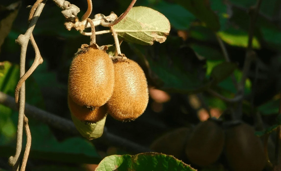 How to Grow Kiwi Fruit and Care for a Thriving Kiwifruit Vine