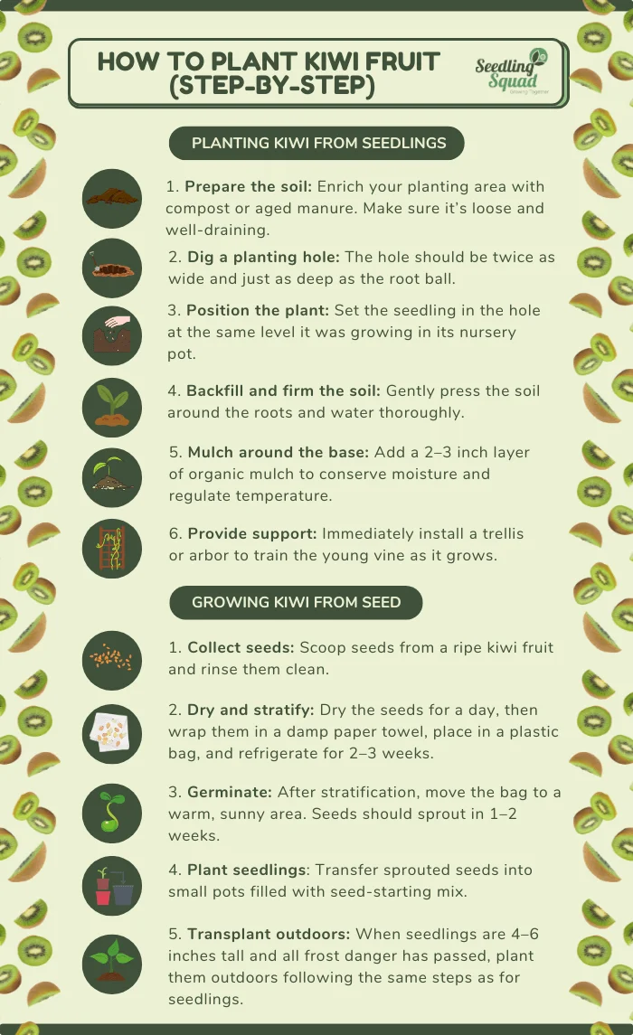 How to Plant Kiwi Fruit (Step-by-Step) infographic