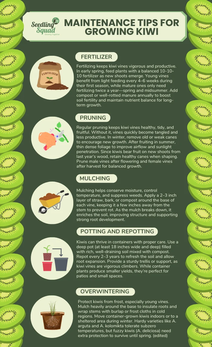 Maintenance Tips for Growing Kiwi infographic