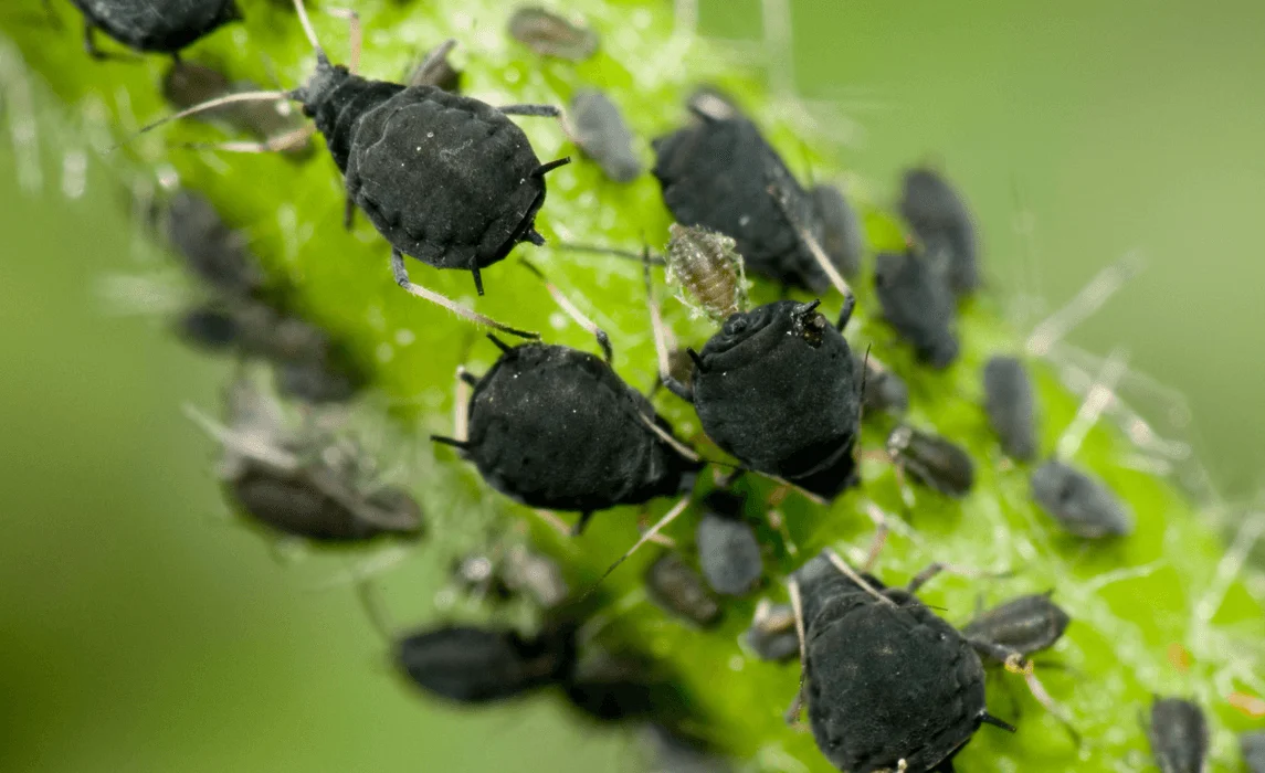 closeup of plant pests such as aphids