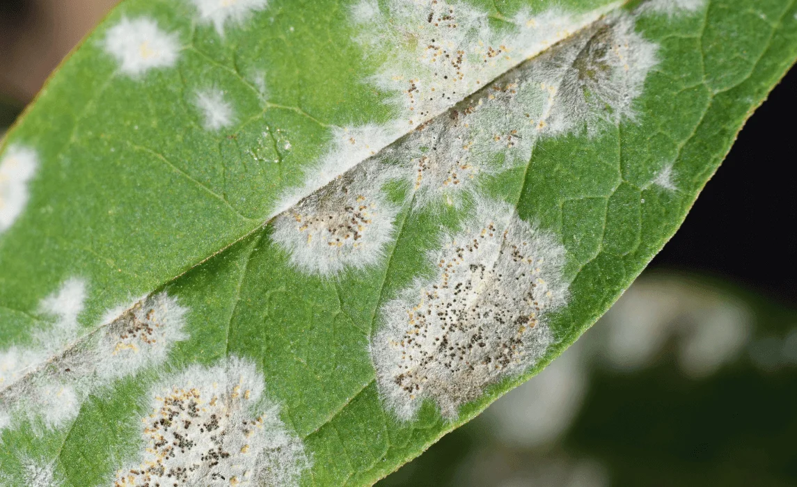 closeup of plant disease powdery mildew