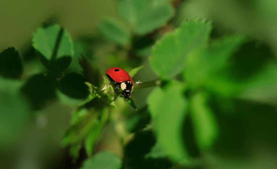How to Attract Ladybugs to your Garden with the Best Plants for Natural Pest Control