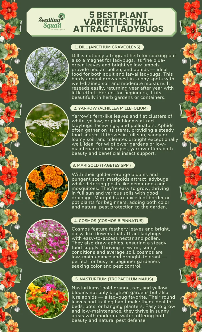 5 Plant varieties that Attract Ladybugs