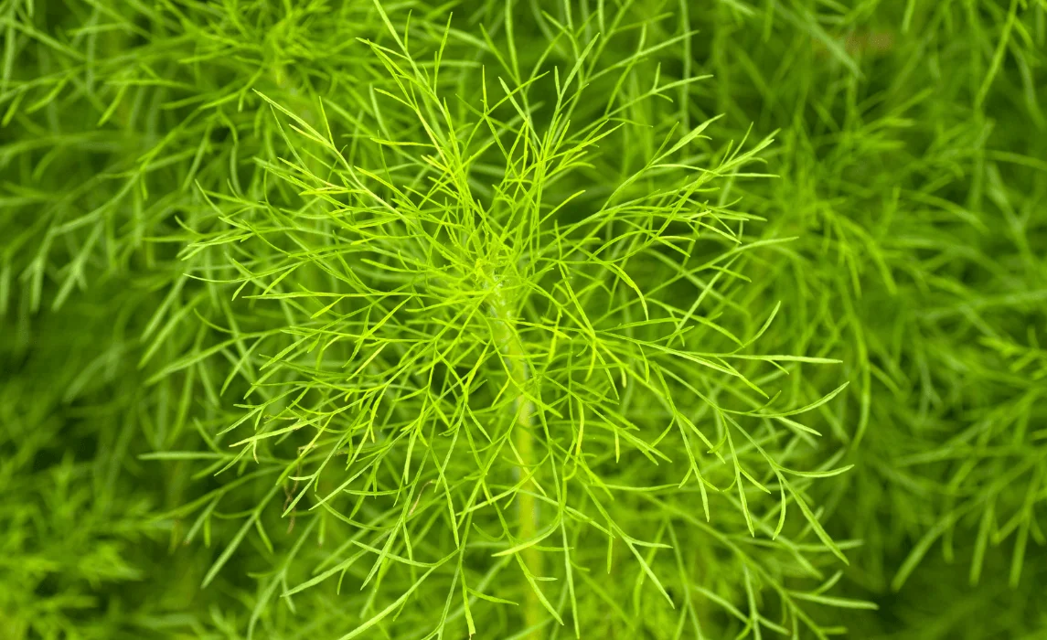 Dill (Anethum graveolens)