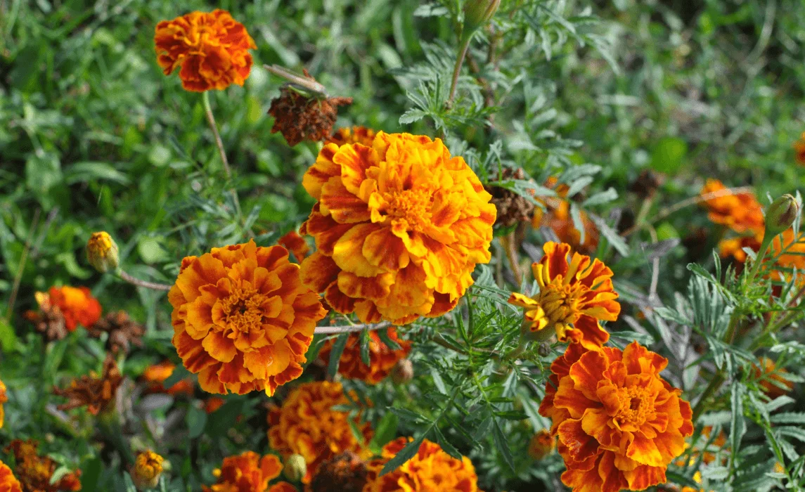 Marigold (Tagetes spp.)