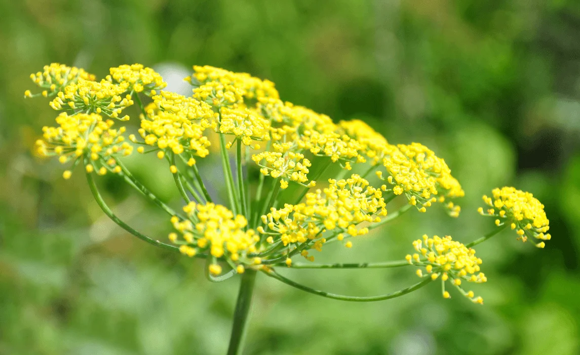 Fennel (Foeniculum vulgare)