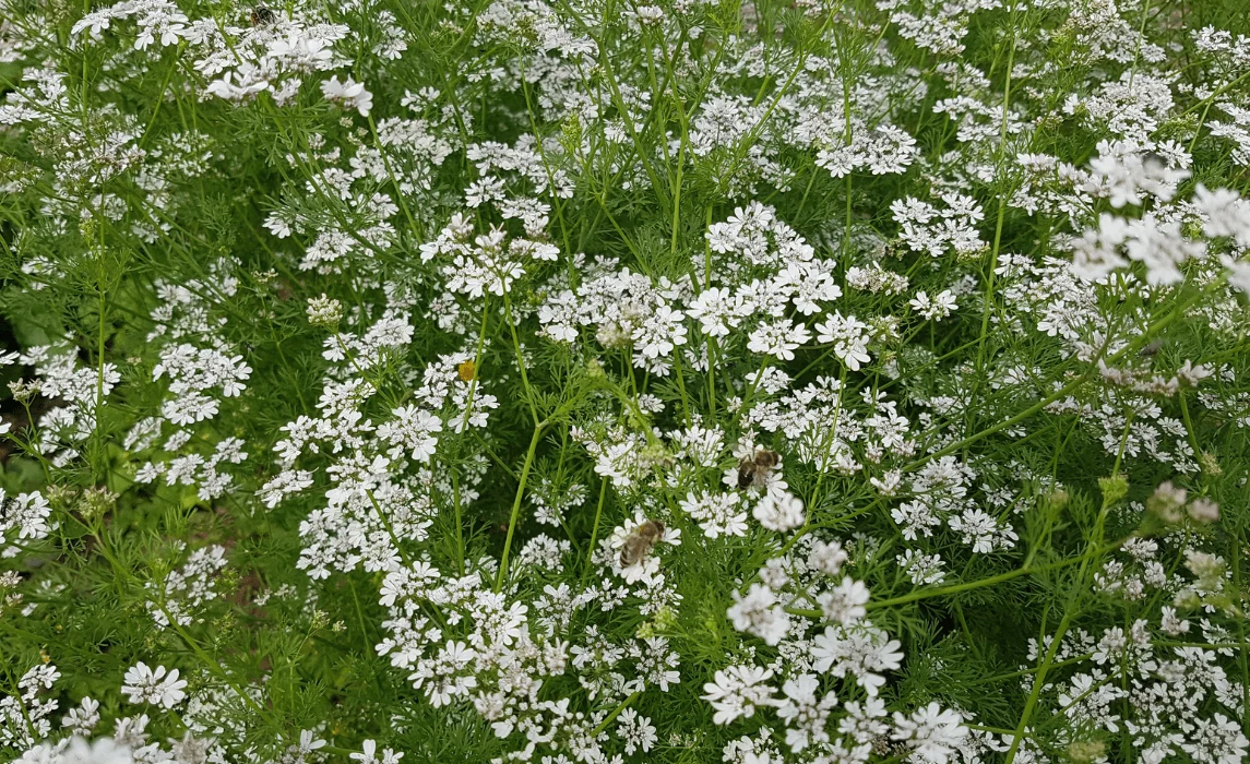 Cilantro (Coriandrum sativum)