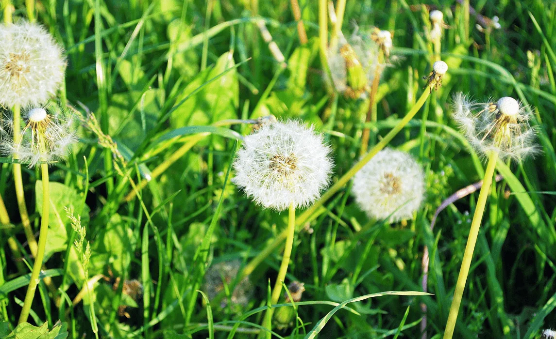 Dandelion (Taraxacum officinale)