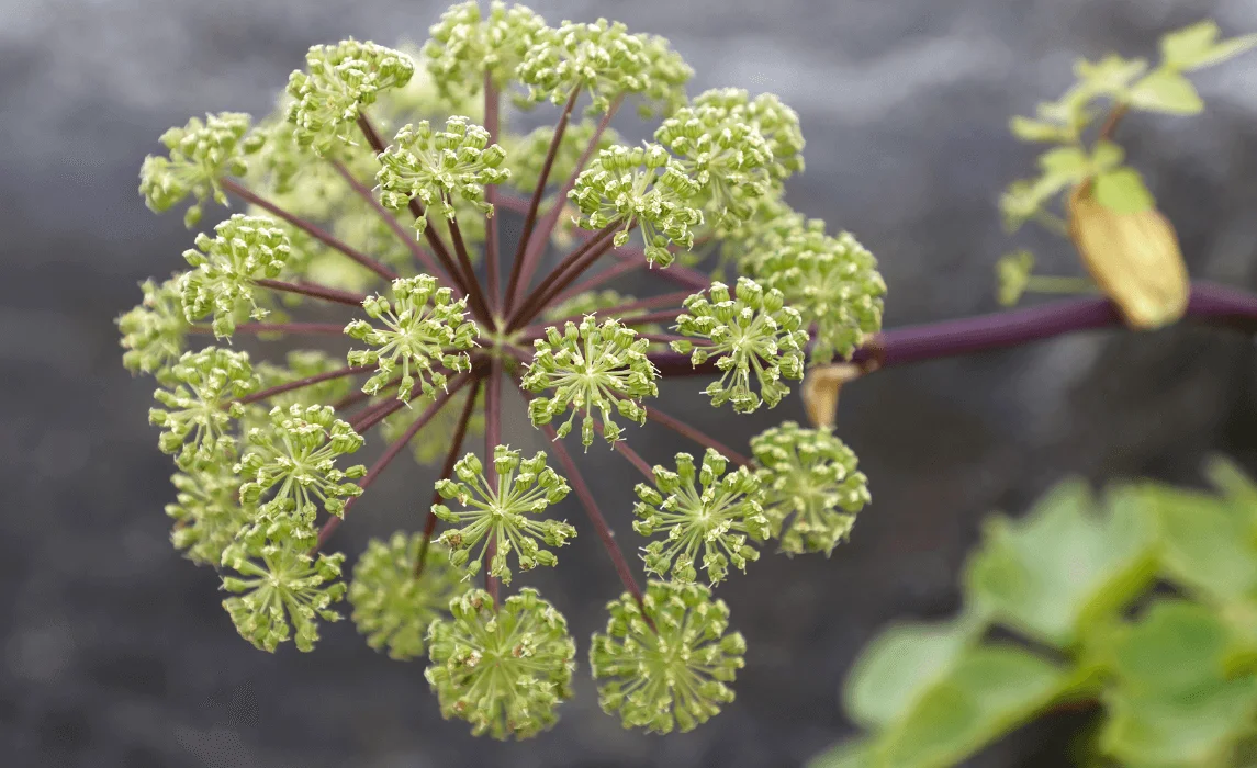 Angelica (Angelica archangelica)
