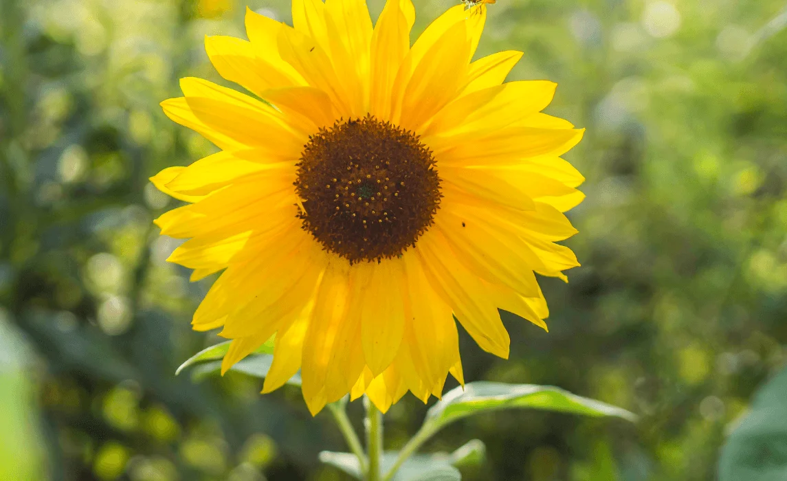 Sunflower (Helianthus annuus)