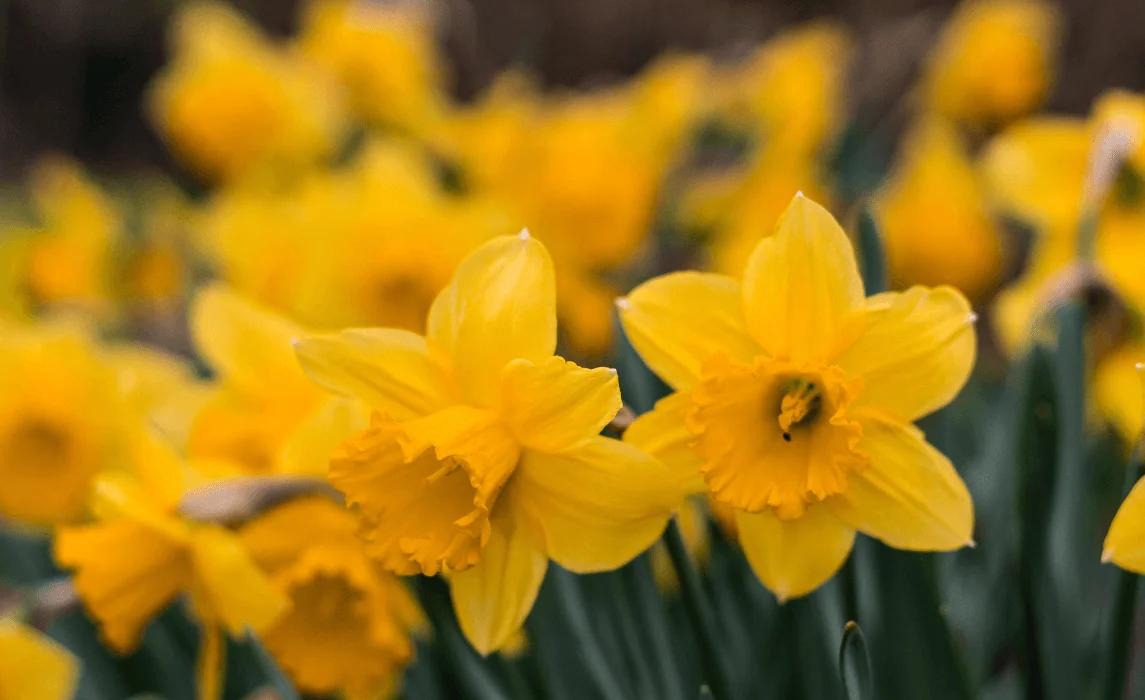 Daffodil (Narcissus spp.)