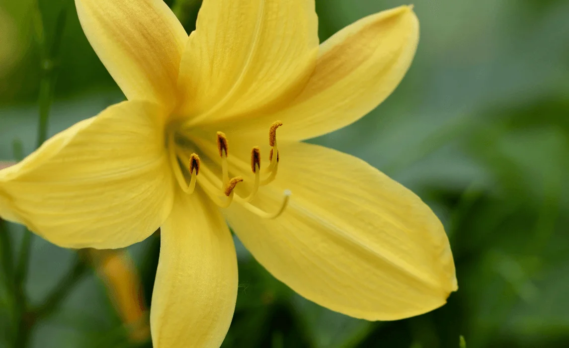 Yellow Lily (Lilium spp.)