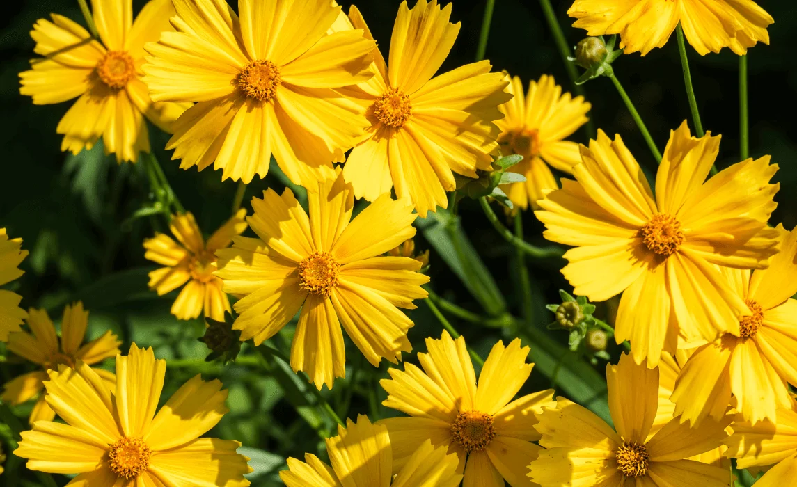 Coreopsis (Coreopsis lanceolata)
