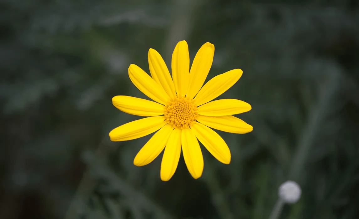 Gerbera Daisy (Gerbera jamesonii)