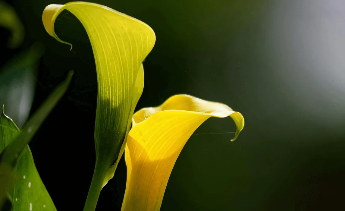 Calla Lily (Zantedeschia elliottiana)