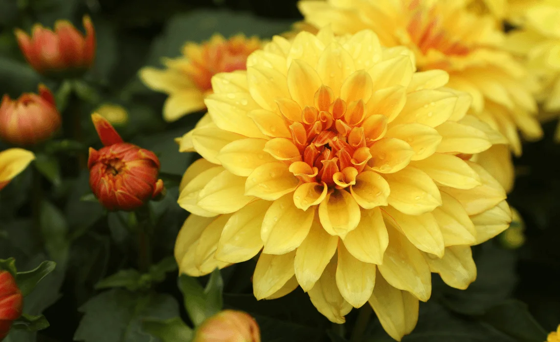 Dahlia (Dahlia pinnata)