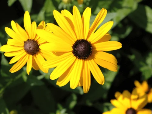How to Grow Beautiful Black-Eyed Susans and Make Your Garden Shine