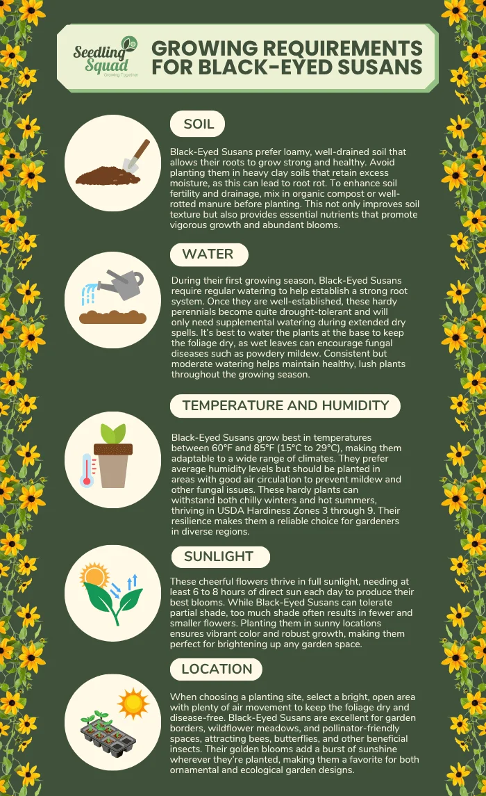 Growing Requirements for Black-Eyed Susans infographic