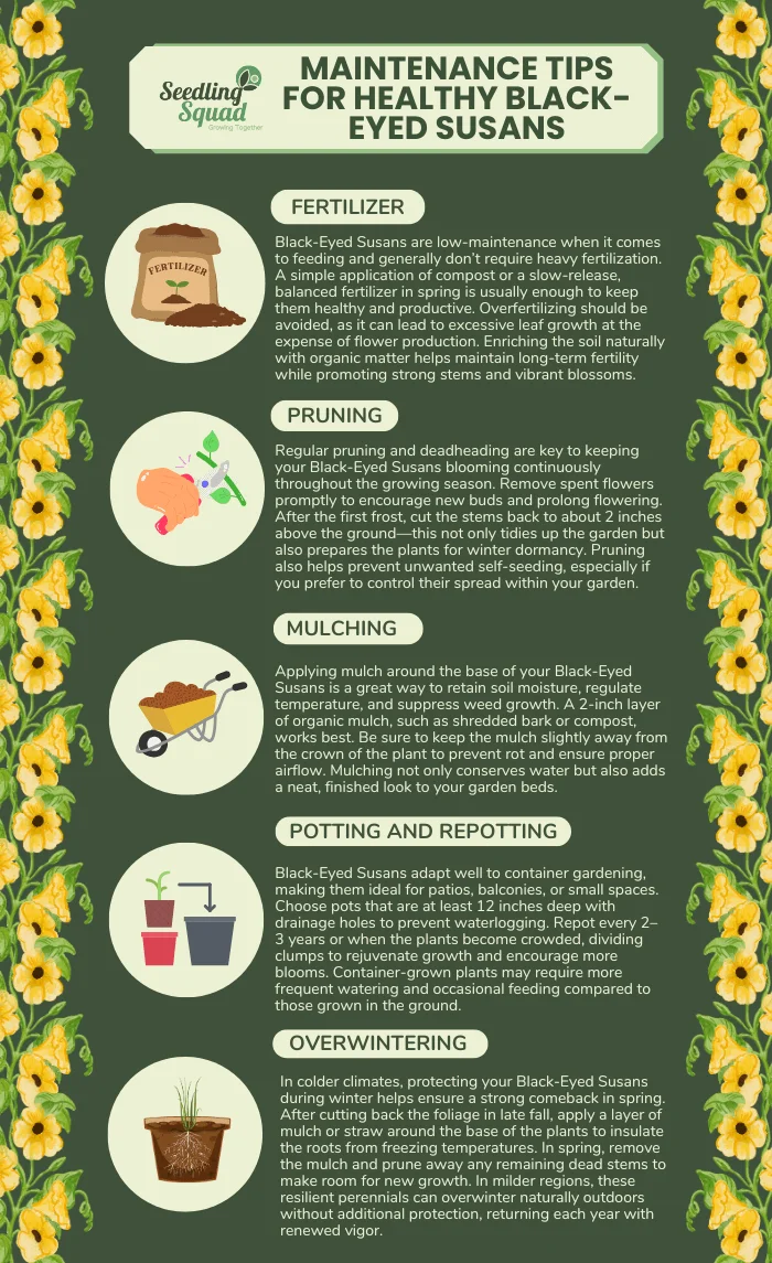 Maintenance Tips for Healthy Black-Eyed Susans infographic