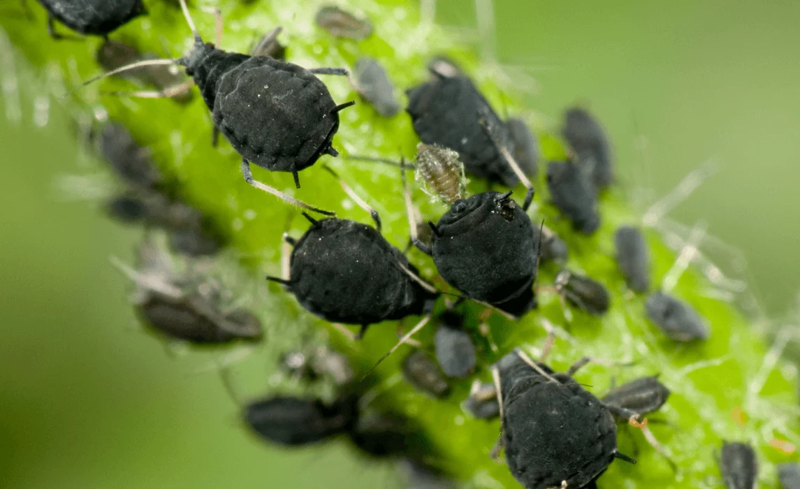 Common Pests closeup aphid