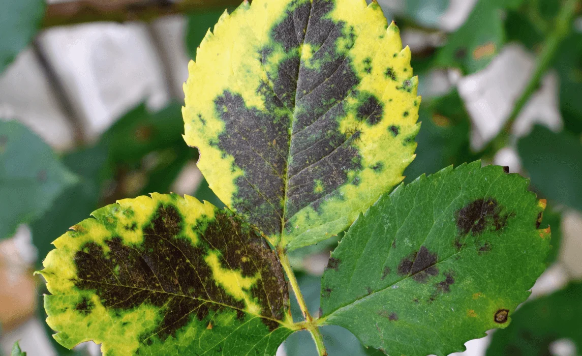 Common Diseases black spot leaf closeup