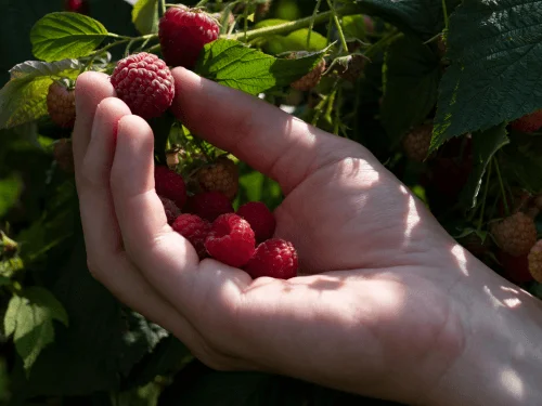 Complete Guide to Learn How to Grow Raspberries Successfully