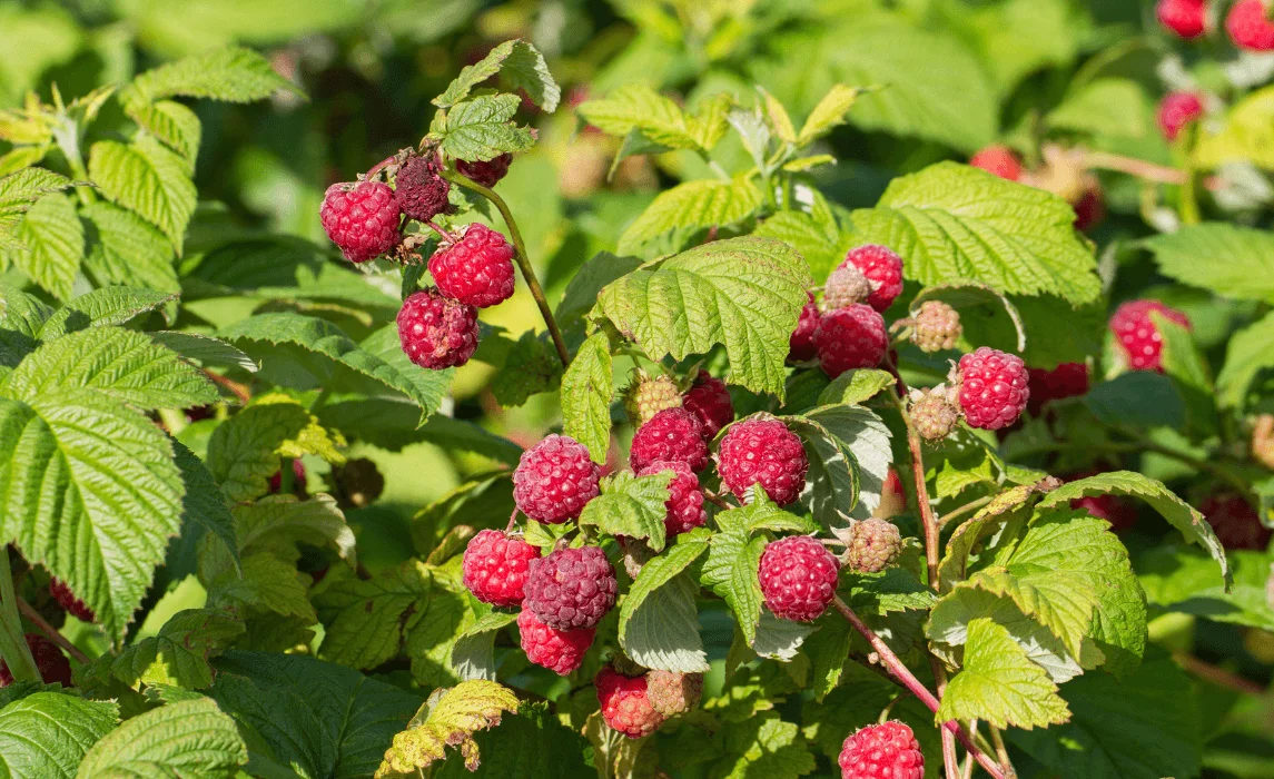 Complete Guide to Learn How to Grow Raspberries Successfully