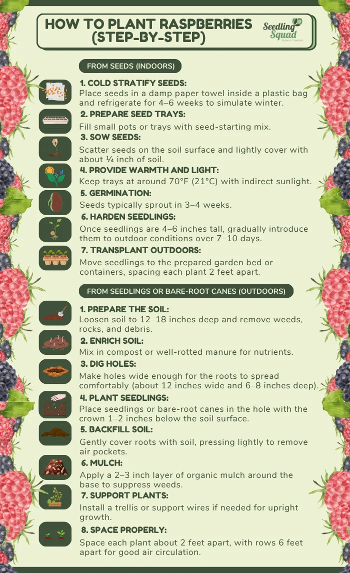How to Plant Raspberries (Step-by-Step) from seeds and from seedlings