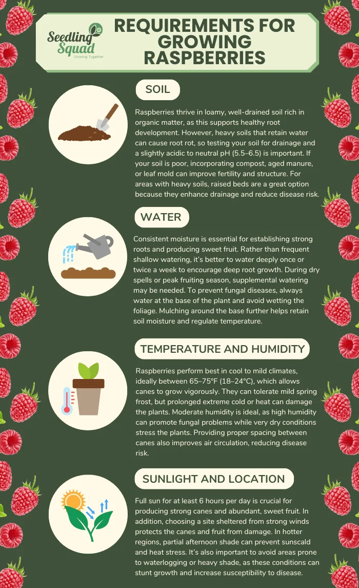 Requirements for Growing Raspberries infographic
