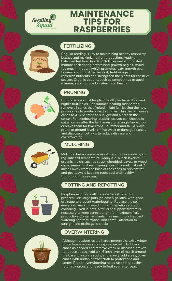 Maintenance Tips for Raspberries infographics