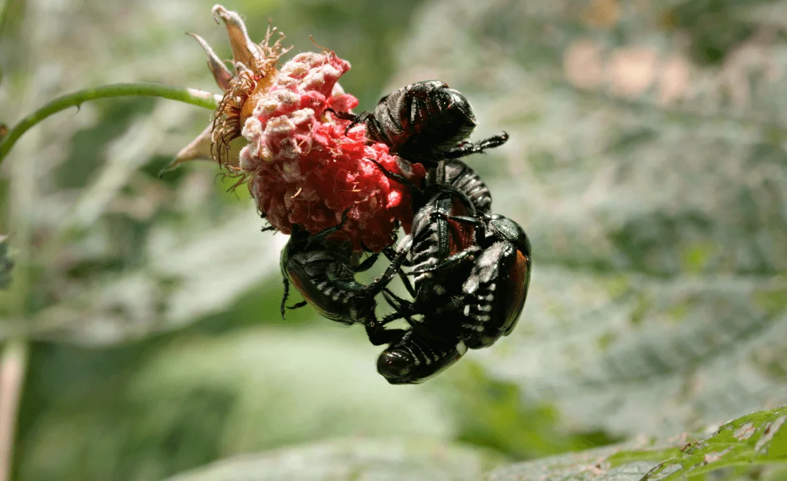 raspberry beetle Common Pests