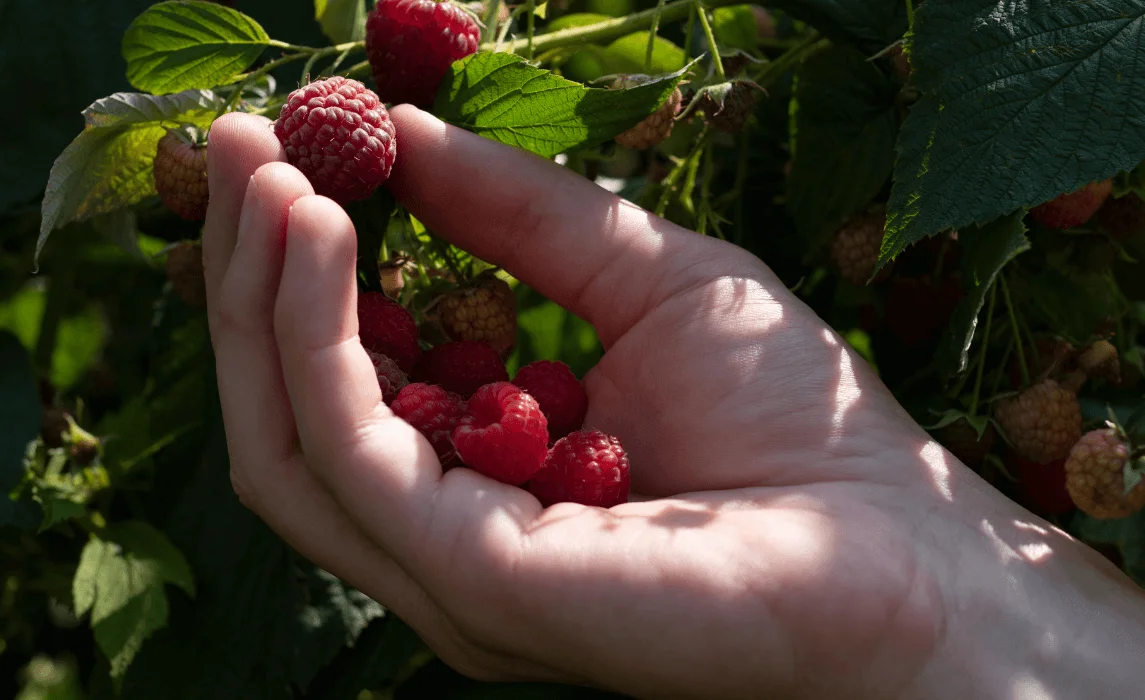 How to Harvest Raspberries hand getting raspberries closeup