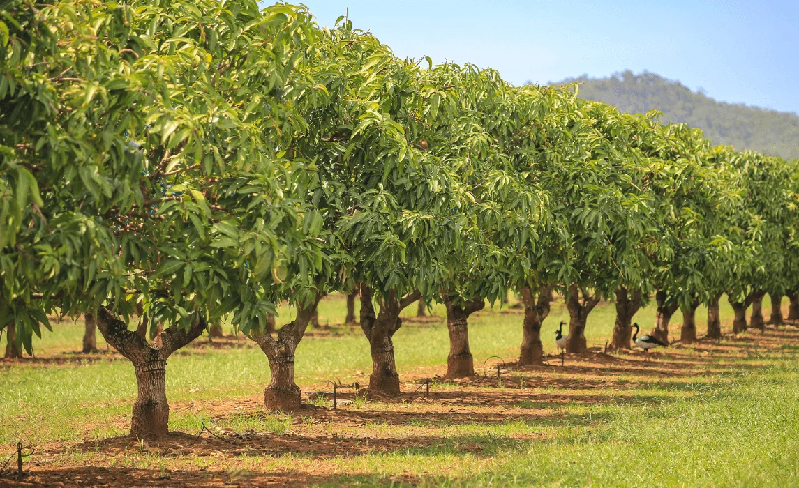 Best Types of Fruit Trees to Grow for any Garden