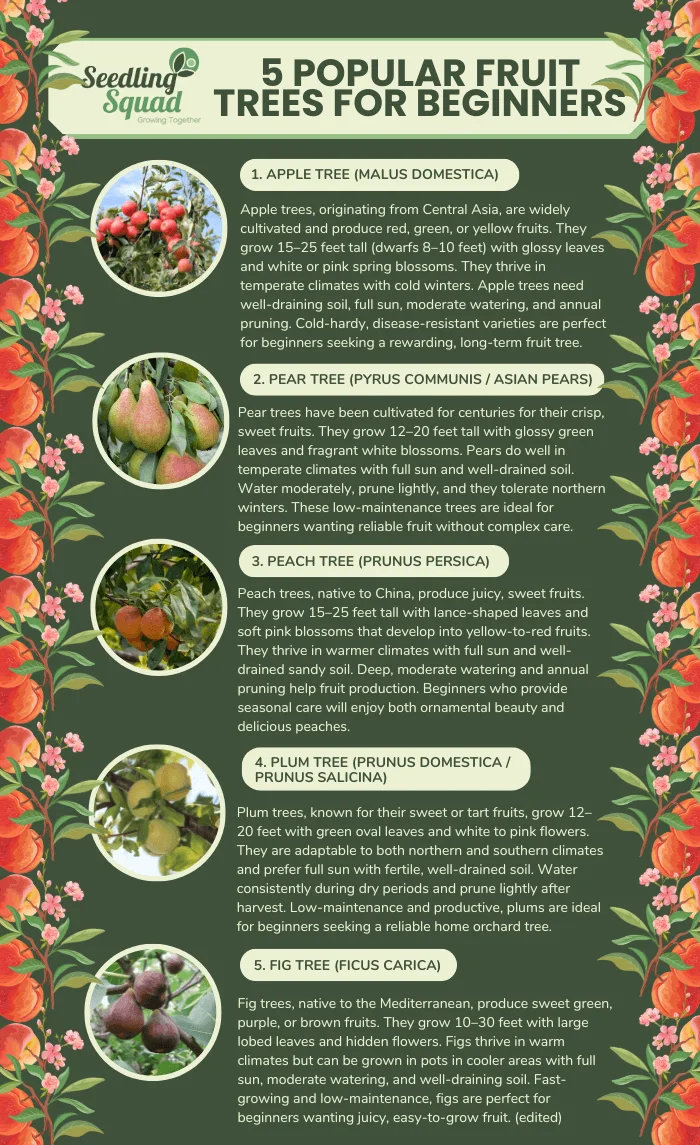 Popular fruit trees for beginners