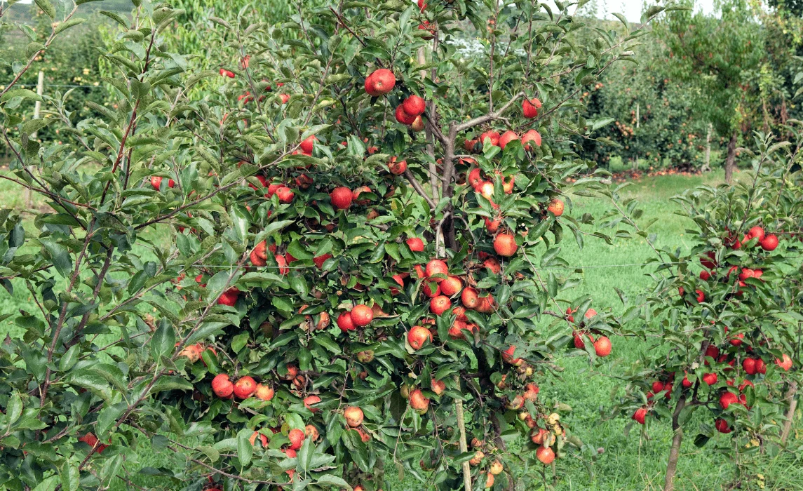 Apple Tree (Malus domestica)