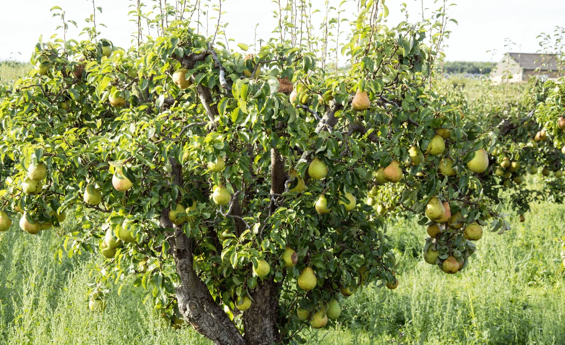 Pear Tree (Pyrus communis / Asian Pears)